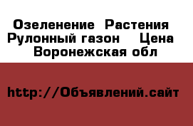 Озеленение. Растения. Рулонный газон. › Цена ­ 1 - Воронежская обл.  »    